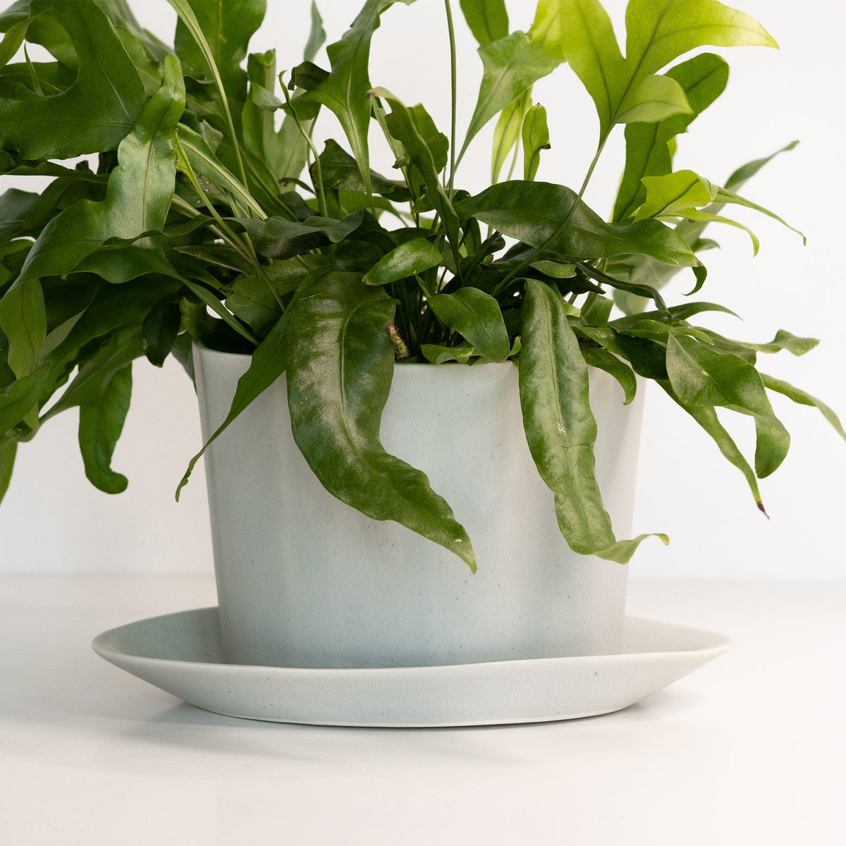 Handmade Oval Porcelain Planter