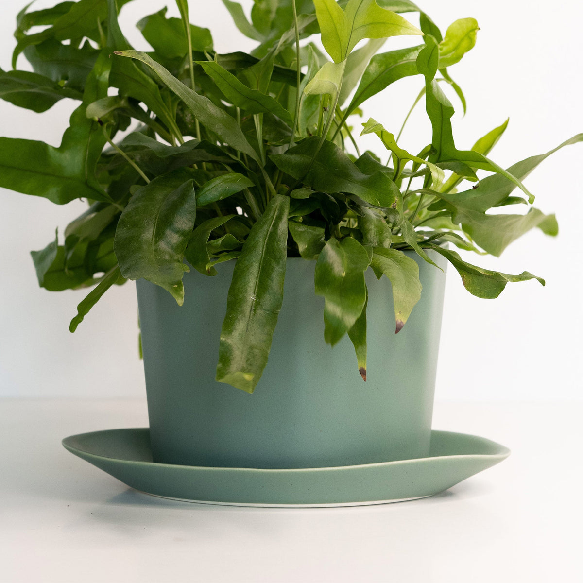 Handmade Oval Porcelain Planter